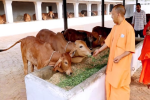 सीएम योगी ने देवीपाटन शक्तिपीठ में की पूजा-अर्चना की और गायों को  खिलाया चारा
